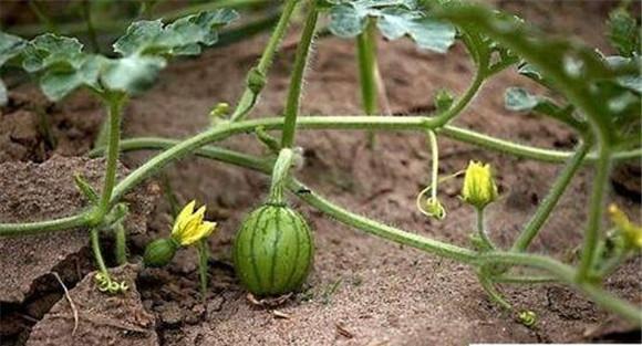 露地西瓜的品种选择