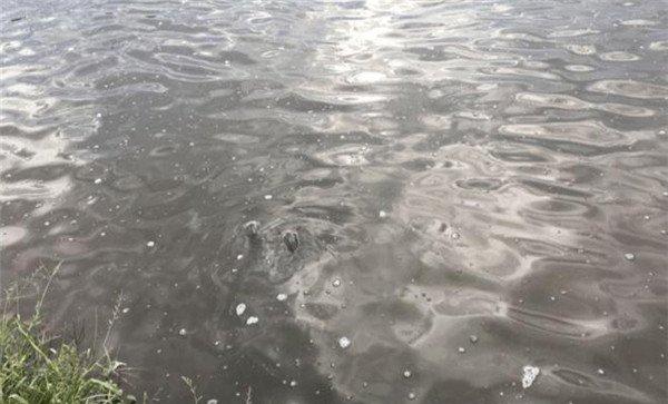 深水防寒害