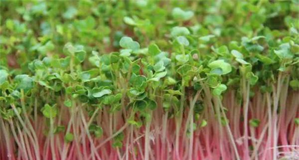甜椒芽苗菜无土栽培技术要点