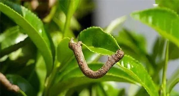 茶尺蠖防治方法
