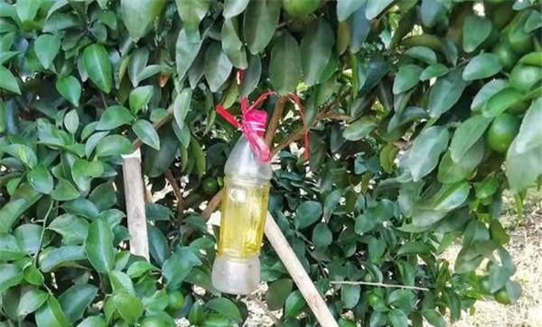 杨桃橘小实蝇怎么防治