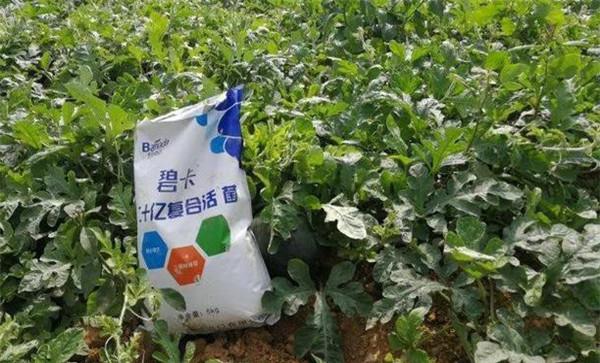 西瓜挂果后施什么肥