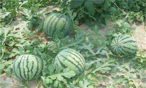 西瓜挂果后怎么浇水