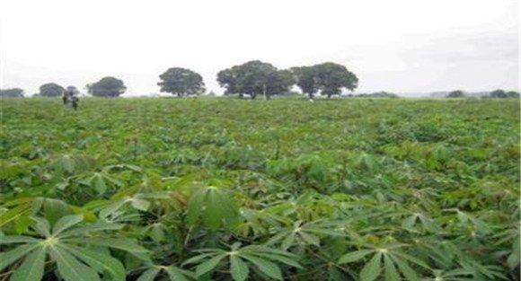 木薯种植技术与主要栽培步骤