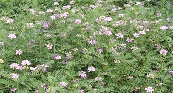小冠花植物学特征及生物学特性