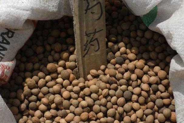 芍药的养殖方法