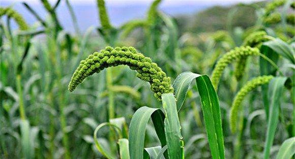 谷子种植方法