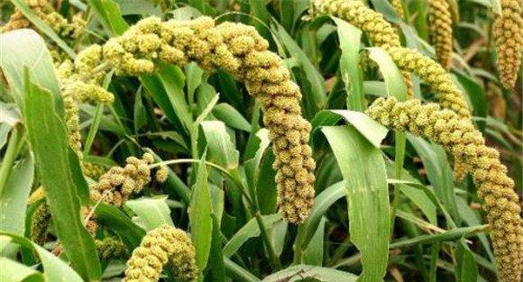 谷子种植技术要点