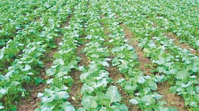 油菜施肥技术与方法