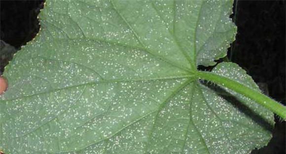 白粉虱的防治方法