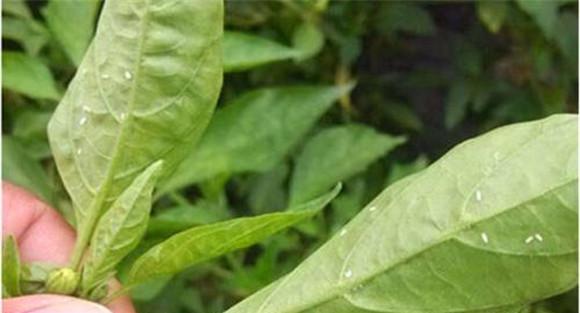 白粉虱的防治方法