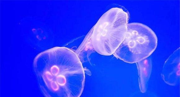 海蜇和水母的区别
