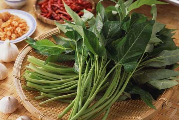 空心菜种植方法