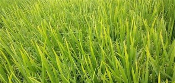 防治水稻早衰的措施