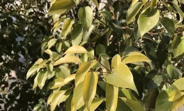 香樟刷白后叶子发黄原因