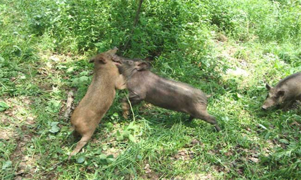 发展野猪养殖项目不赚钱的原因到底是什么