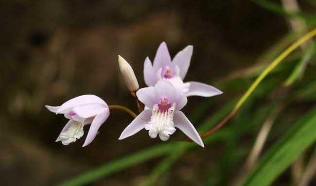 白芨种植