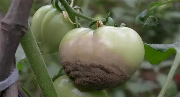 番茄病虫害防治技术