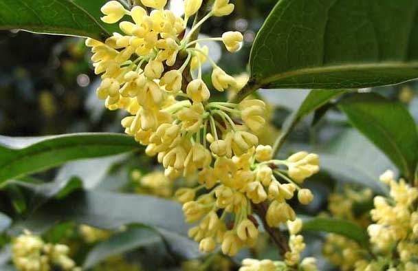 桂花种植