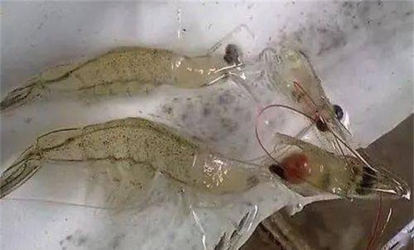 对虾偷死应如何处理