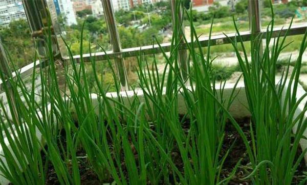 阳台种葱的方法和步骤、需要施什么肥料