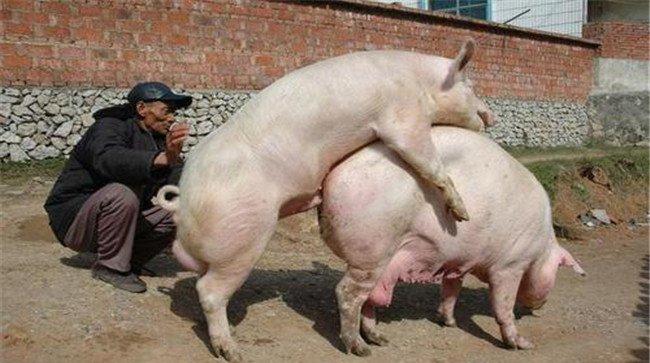 加强饲养管理，保证配种质量