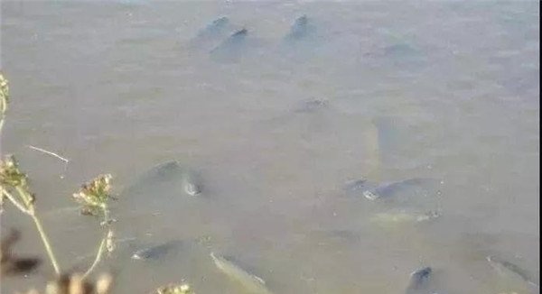 鱼浮头的轻重之分