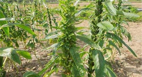怎样防治芝麻青枯病