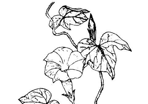 花卉的养殖方法