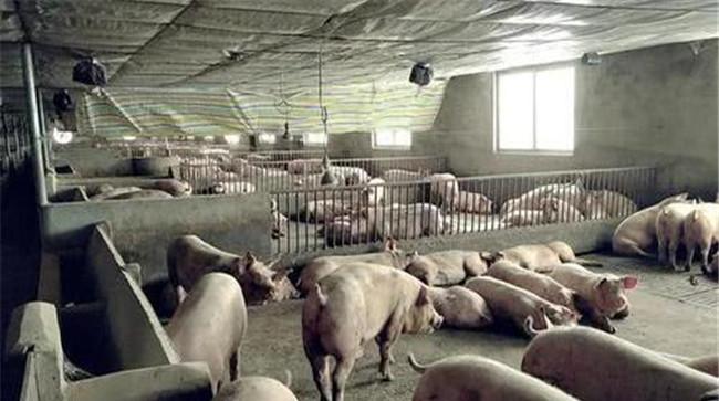 养猪场苍蝇多怎么办，怎么消灭和控制苍蝇