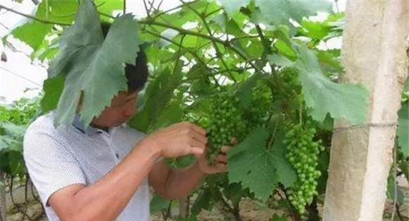 葡萄膨大期的果穗管理