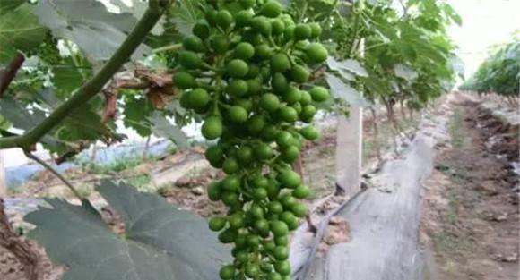 葡萄膨大期的肥水管理
