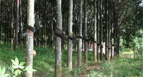 橡胶树的施肥技术要点