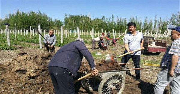 树莓怎么进行施肥管理