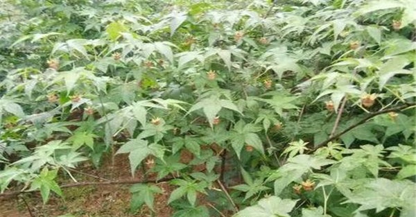 树莓的修剪与枝叶管理
