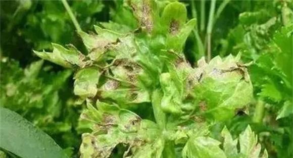 芹菜病毒病病状和病症
