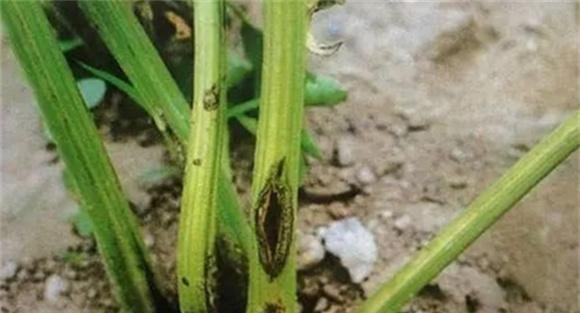 芹菜病毒病的防治