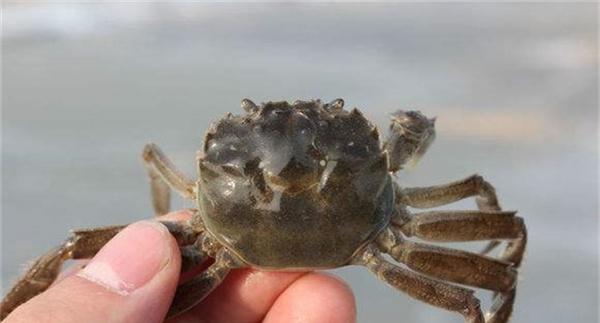 秋季河蟹死亡预防措施