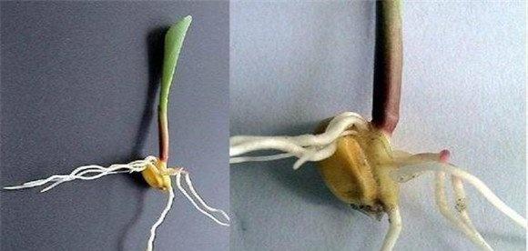 玉米的初生根