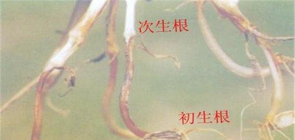 玉米的次生根
