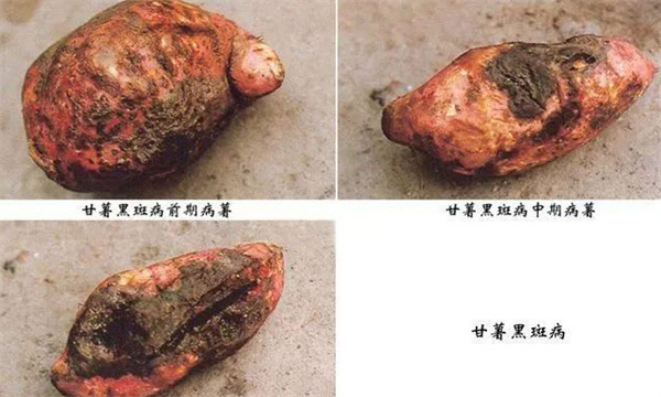 甘薯有哪些常见病害