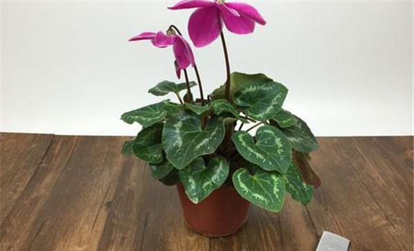 盆栽仙客来花盆的选择