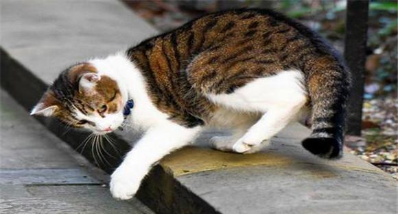 猫的捕鼠习性