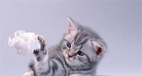 猫受清洁、讲卫生