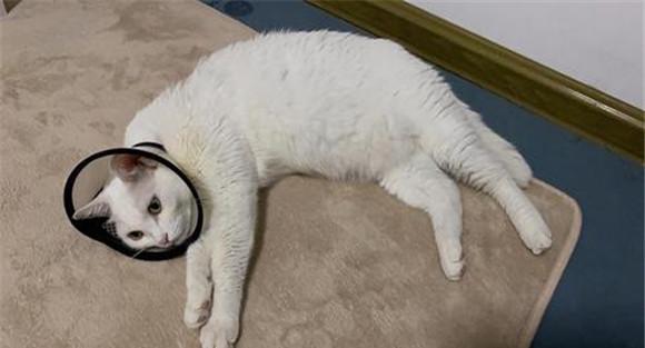猫性情孤癖