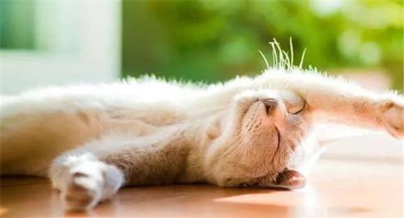 猫喜爱明亮、干燥的环境
