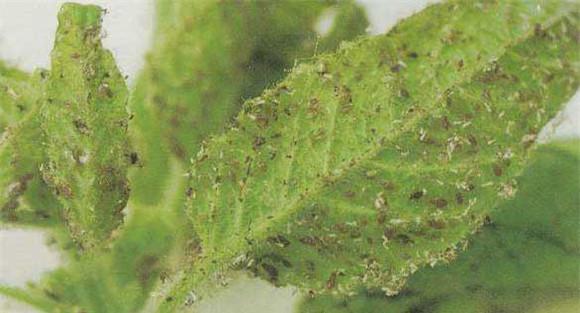桃树蚜虫