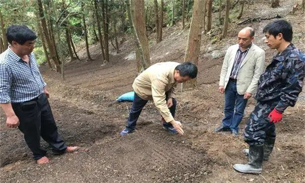 枳壳种植技术与栽培管理方法