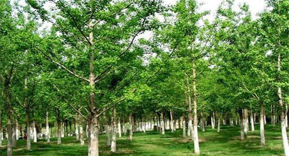 银杏树的种植方法