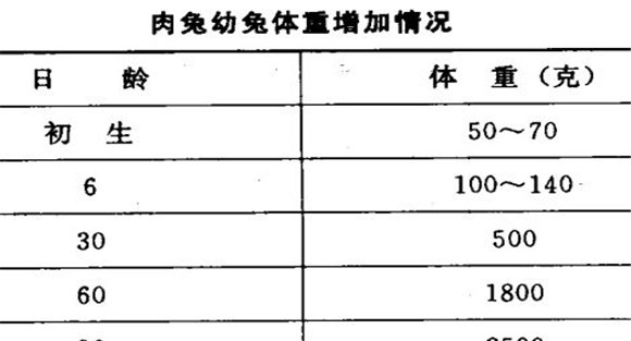 家兔的生长发育